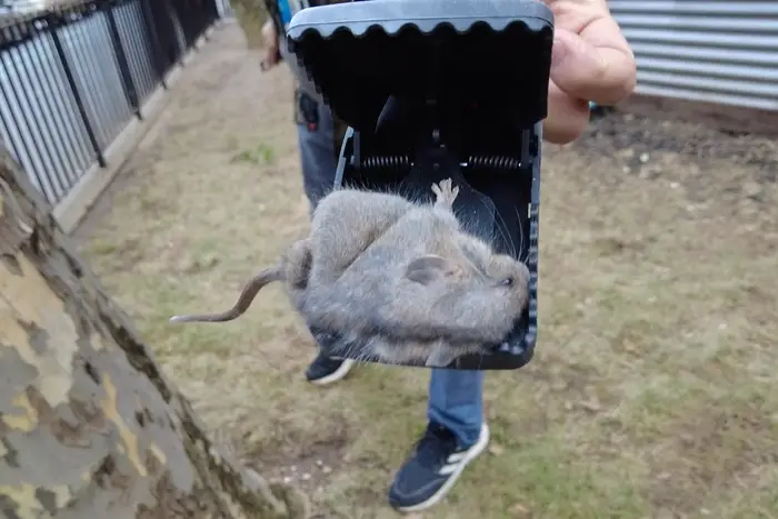A dead rat in a mouse trap.